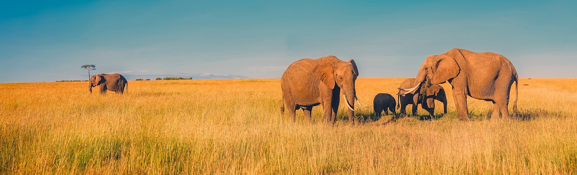 Afrique