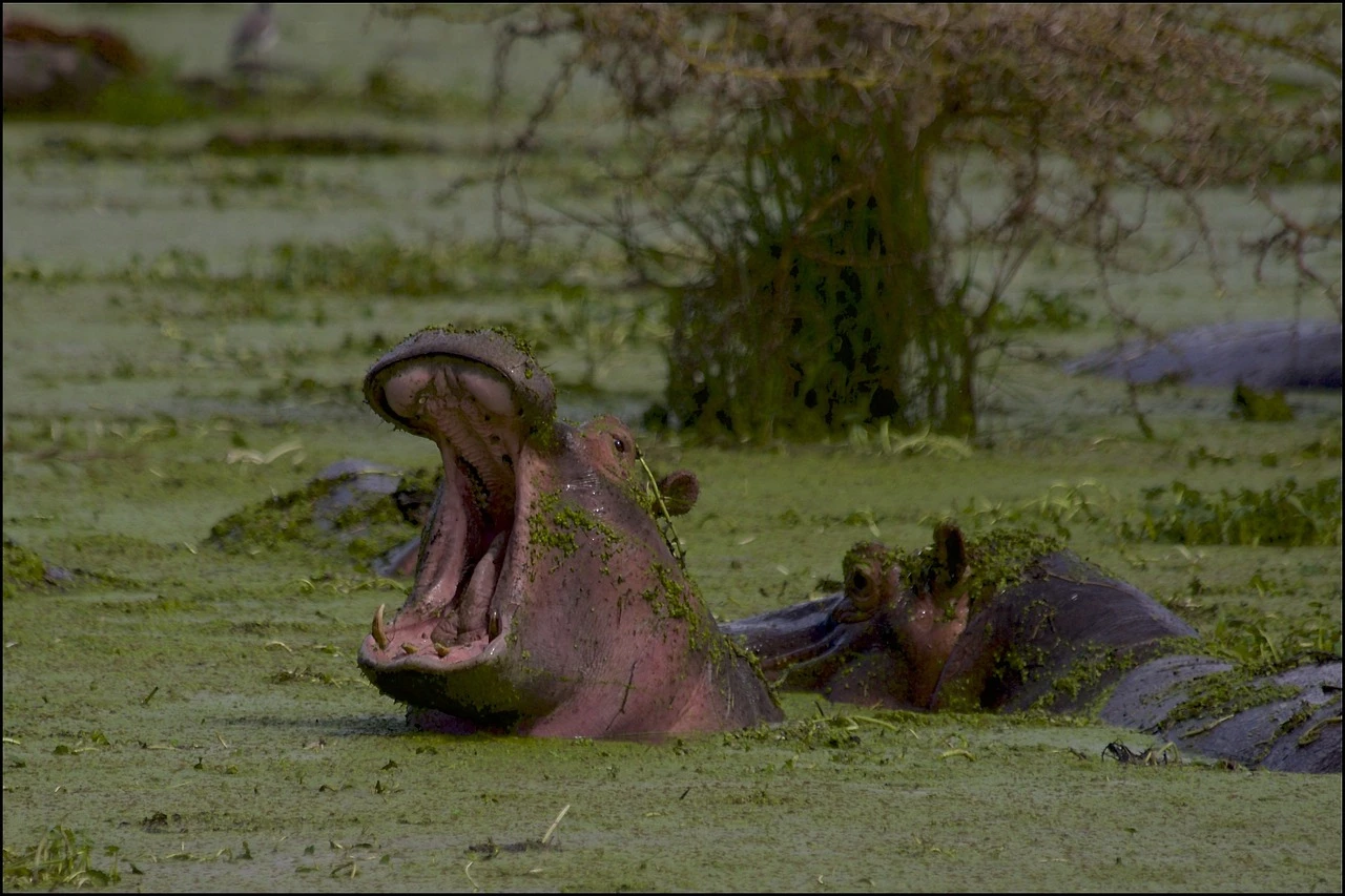 Cratère de Ngorongoro