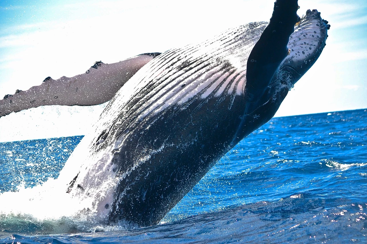 Observation des baleines