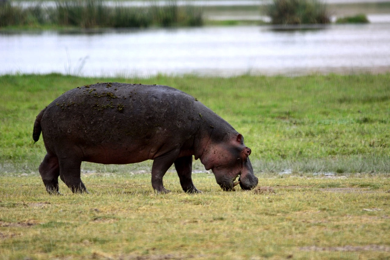 Parc National de Tarangire