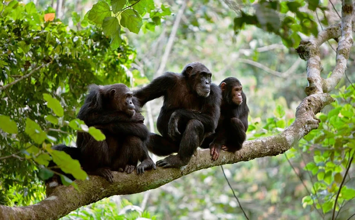 Parc National du fleuve de Gombe