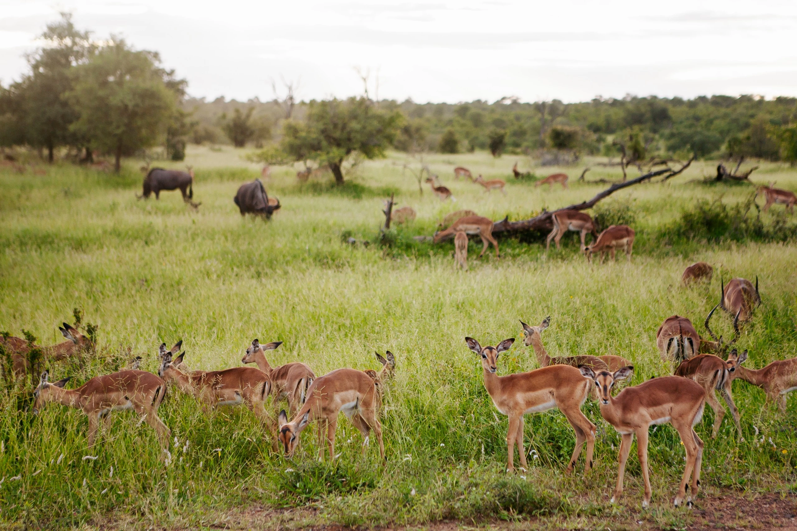 Safari terrestre à la réserve de Bazaruto